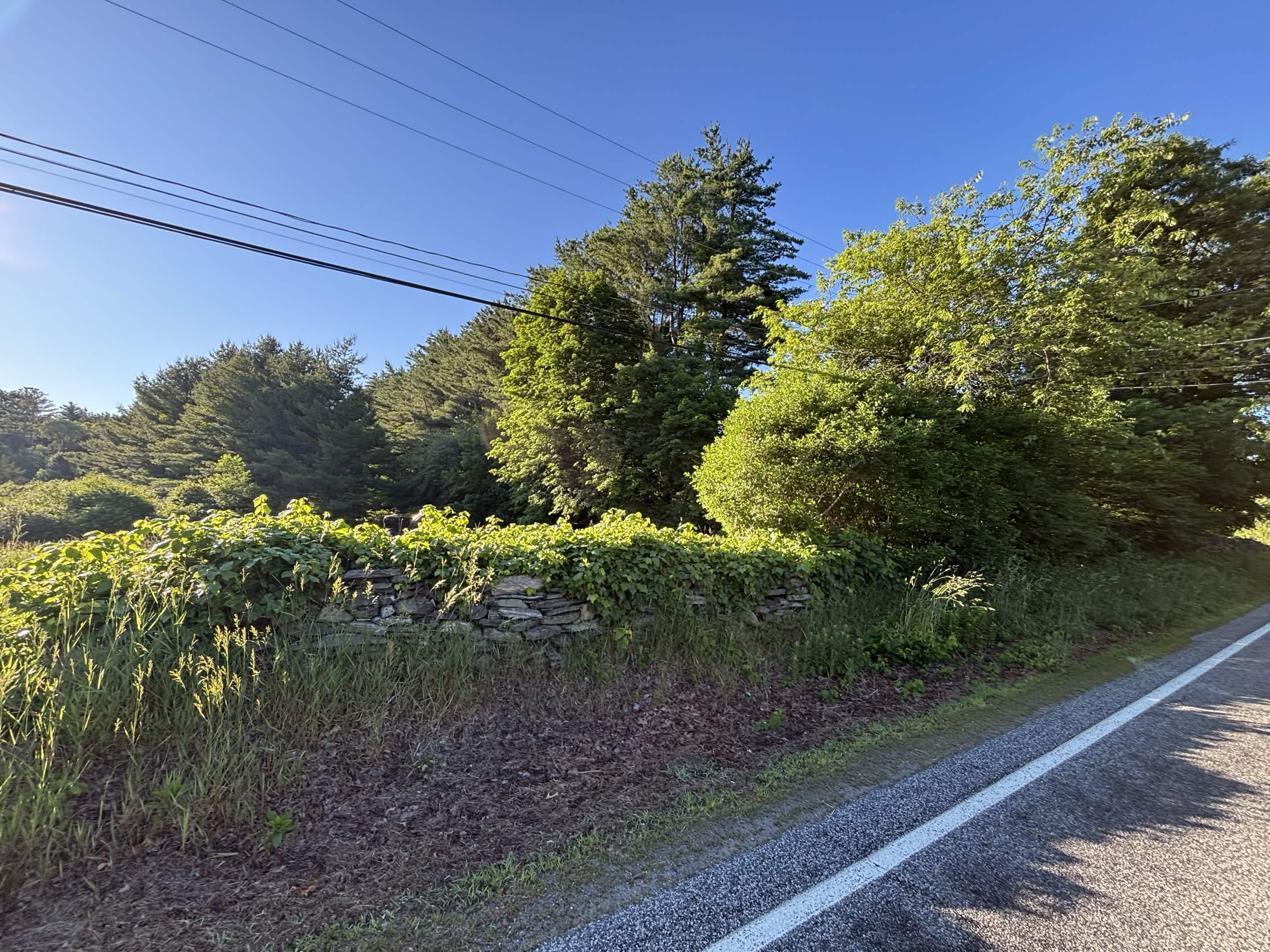 Dense invasive brush covering property edge in Putnam, CT